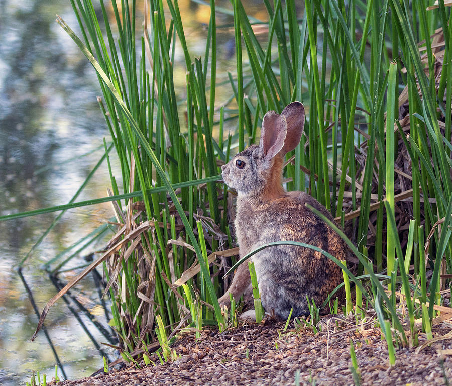 Cottontail Rabbit Eating Cattails 8685-042819 Photograph by Tam Ryan