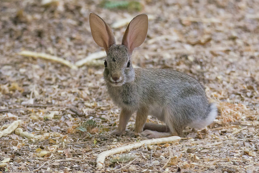 Cottontail Rabbit Juvenile 2655-071219 Photograph by Tam Ryan