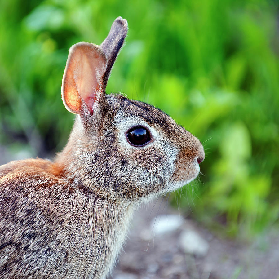 Cottontail Rabbit Juvenile - 1 Photograph by Rick Shea