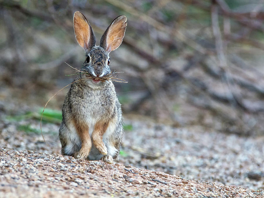 Cottontail Rabbit with Twigs 7278-042518-1 Photograph by Tam Ryan