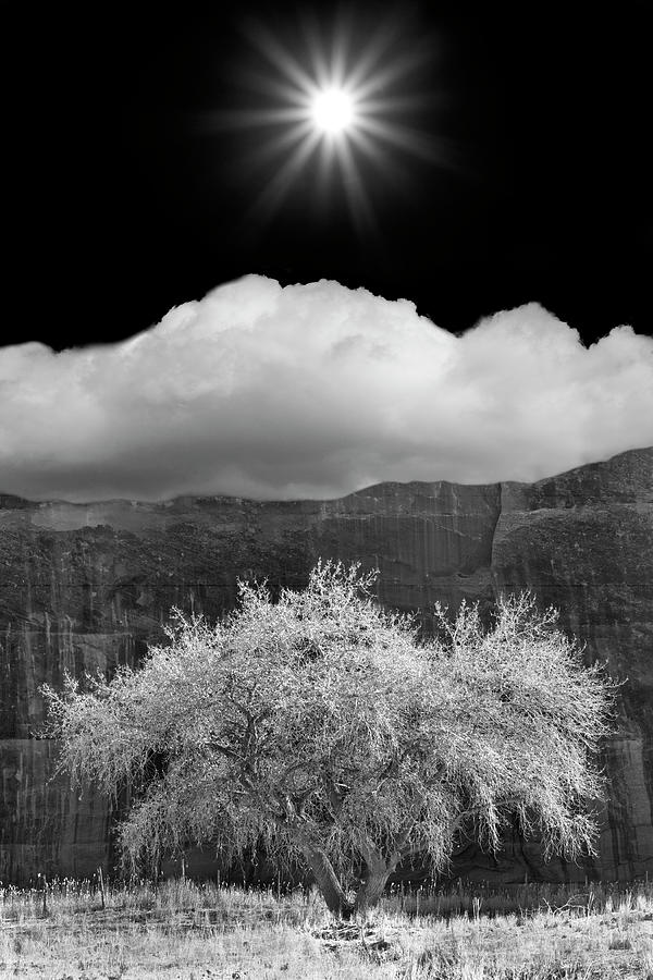 Canyon De Chelly Photograph - Cottonwood & Sunbeams, Canyon De Chelly, Arizona 10 by Monte Nagler