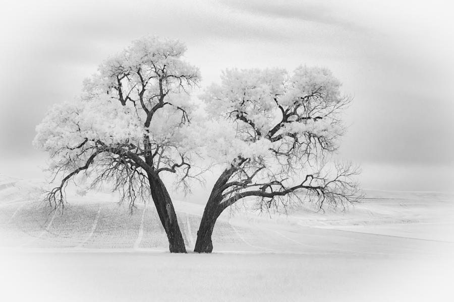 Cottonwood 1 Ir Photograph by Rob Darby