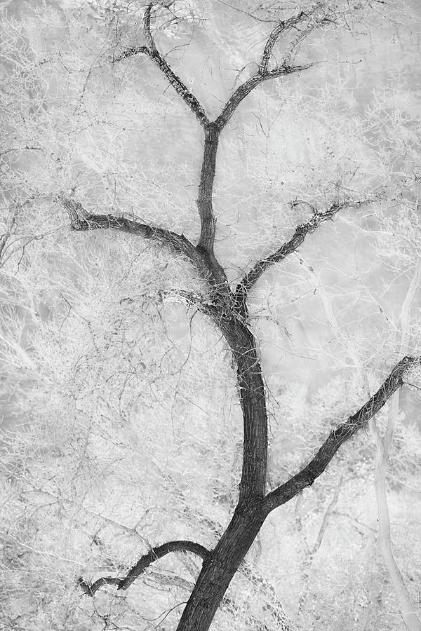 Tree Photograph - Cottonwood Form B&w by Thomas Haney