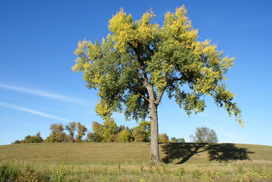 Cottonwood Tree-horizontal Photograph by Dlerick