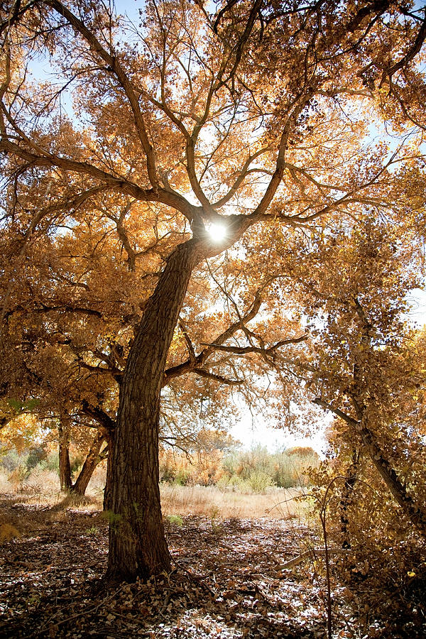 Cottonwood Tree In Fall Colors Photograph by Duckycards