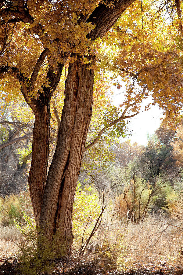 Cottonwood Tree In Fall, New Mexico, Usa Photograph by Duckycards