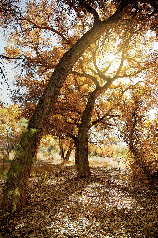 Cottonwood Tree In Fall With Sunburst Photograph by Duckycards