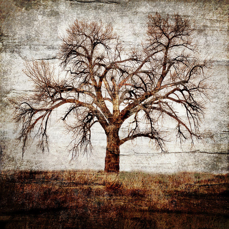 Tree Mixed Media - Cottonwood Tree Part 01 by Lightboxjournal