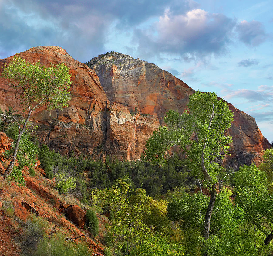 Cottonwood Trees And Mountain, Zion National Park, Utah Photograph by Tim Fitzharris