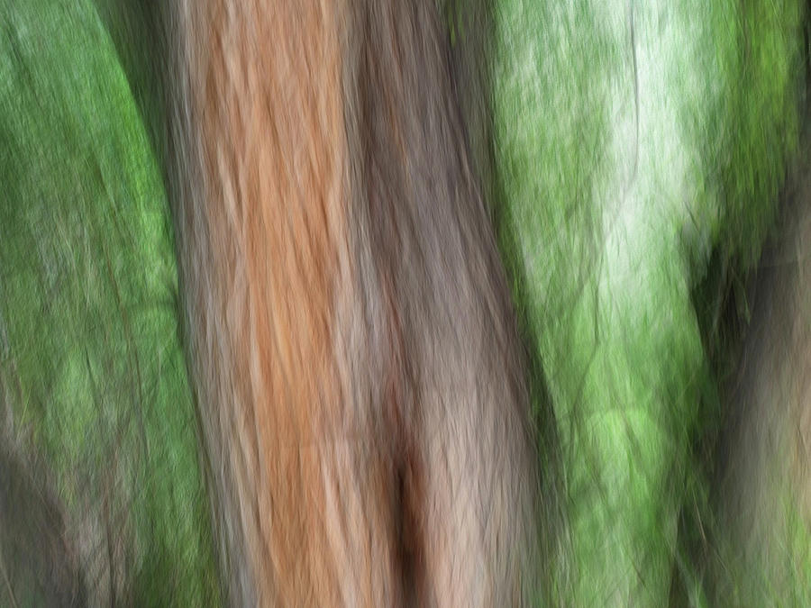 Cottonwoods 1 Photograph
