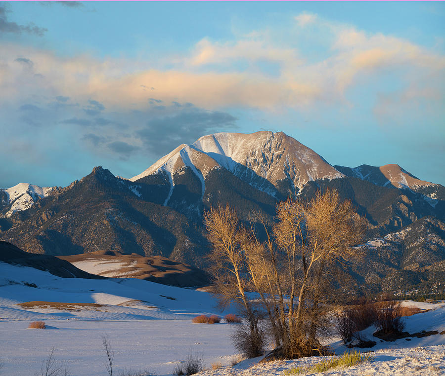Cottonwoods In Winter, Mount Herard, Great Sand Dunes National Park, Colorado Photograph by Tim Fitzharris