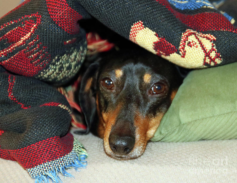 Couch Potato Dachshund Photograph by Steve Gass - Pixels
