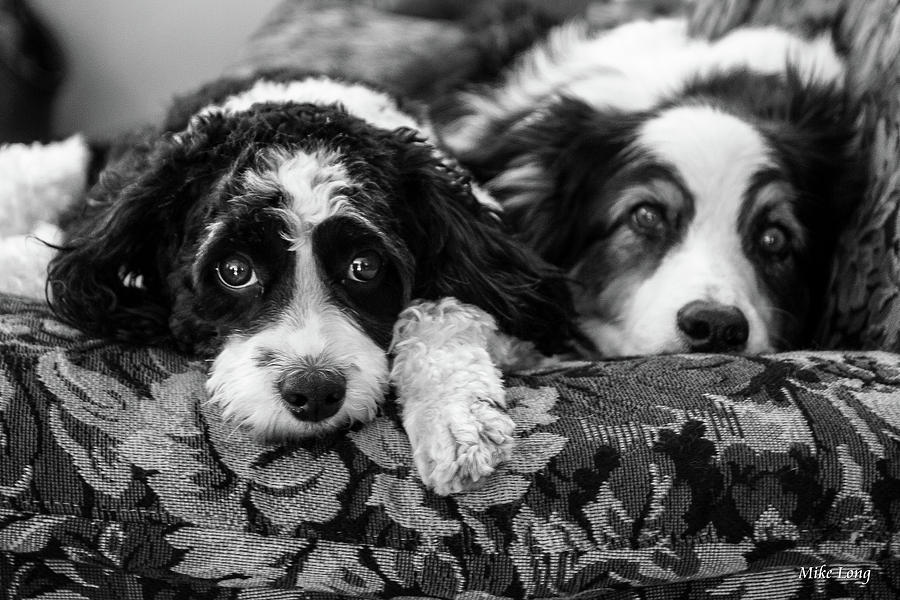 Dog Photograph - Couch Potatoes by Mike Long