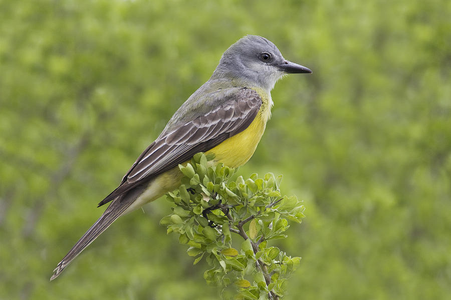 Couches Kingbird, Tyrannus Couchii Photograph by James Zipp - Fine Art ...