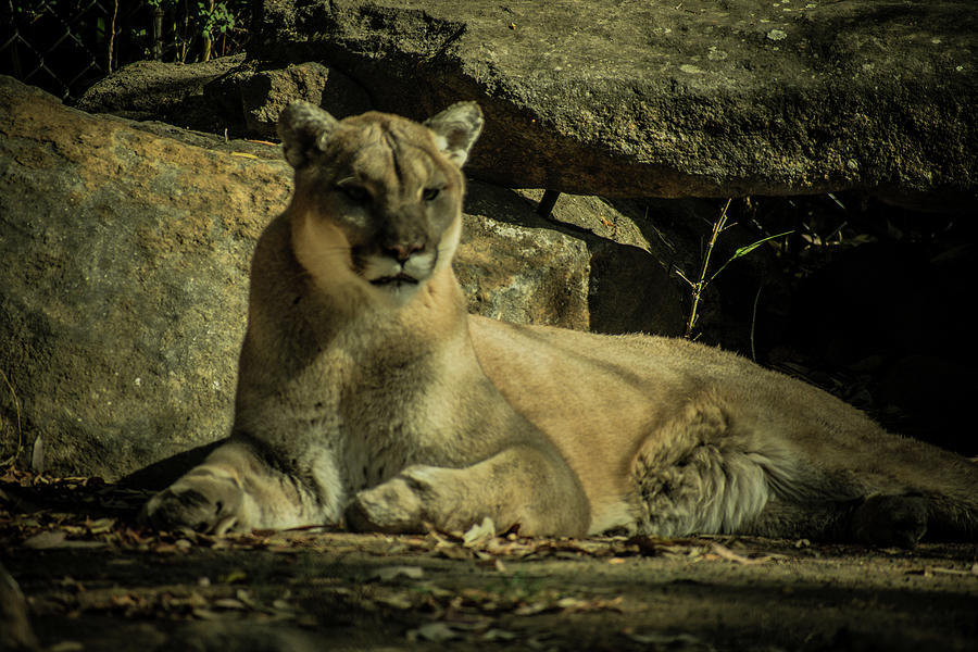 Cougar Photograph - Cougar #3 by Jodi Webber