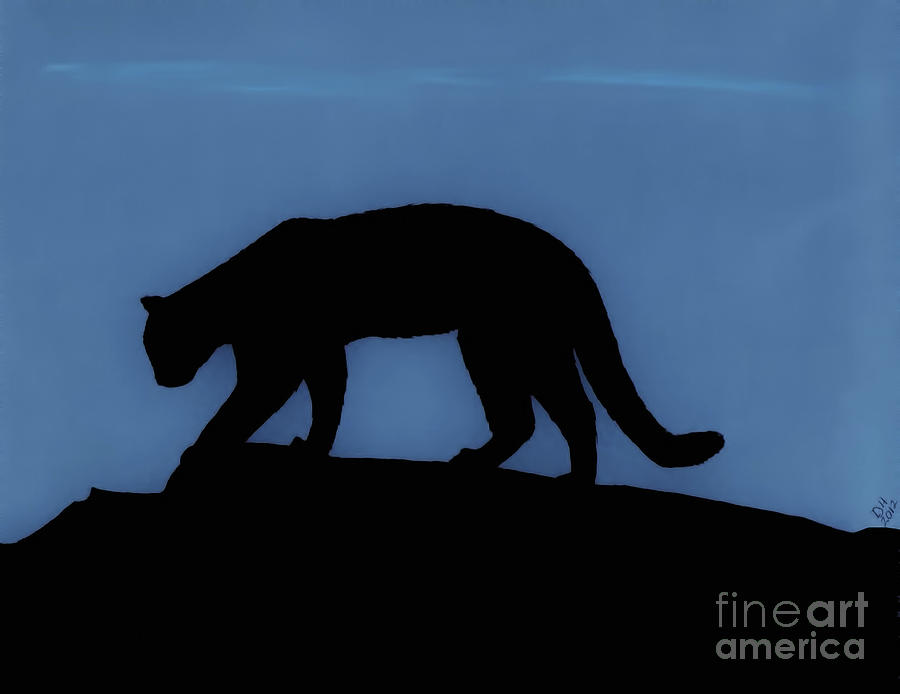 Cougar - At - Night Drawing by D Hackett