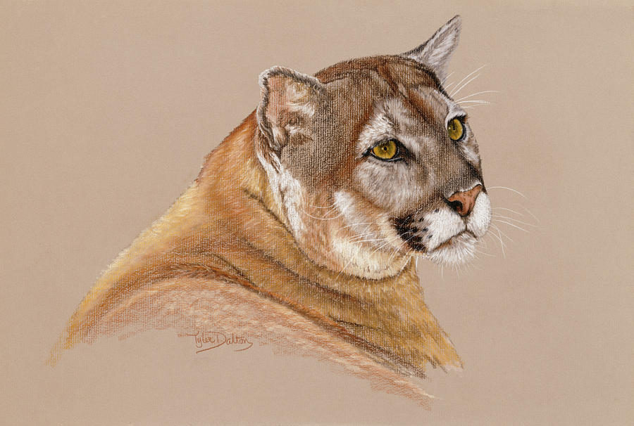 Cougar Painting By Barbara Keith Fine Art America