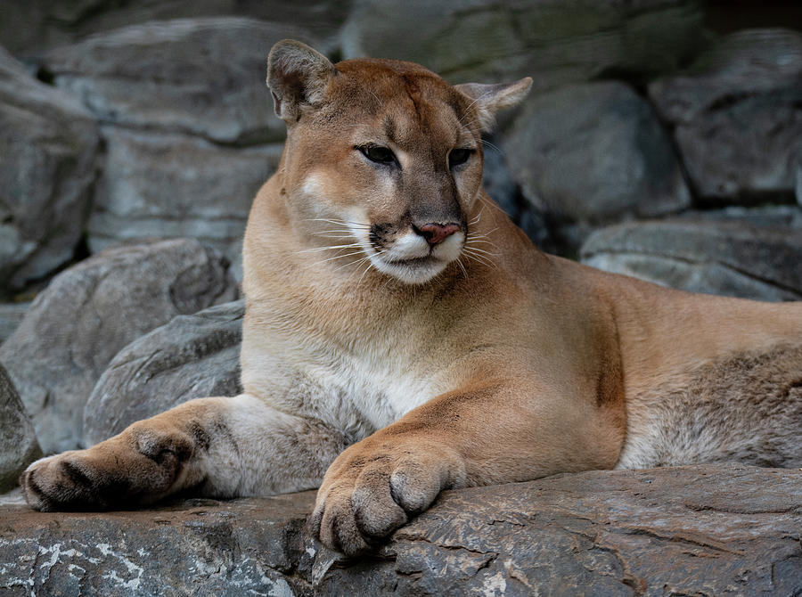 Cougar Cfz 1 Photograph by Robert Michaud - Fine Art America