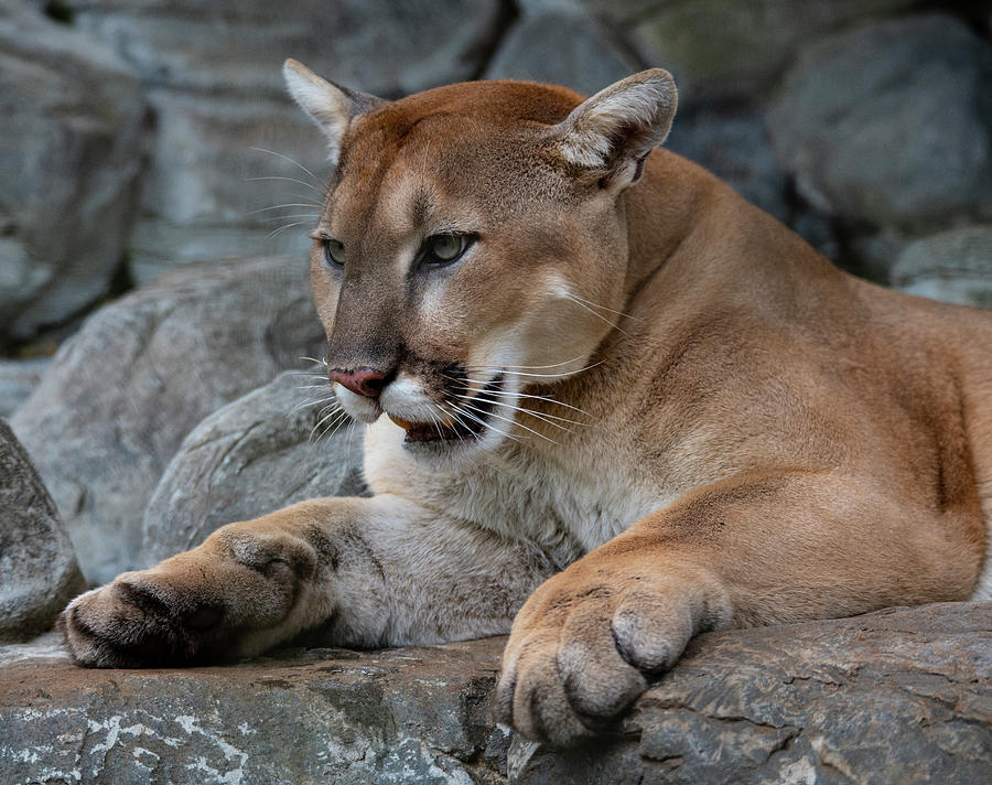 Cougar Cfz 2 Photograph by Robert Michaud - Fine Art America