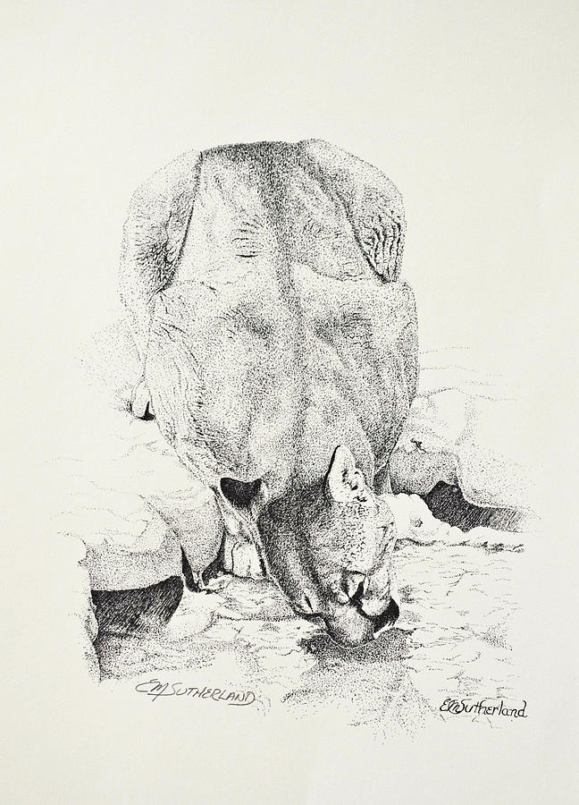 Cougar Drinking Drawing by E M Sutherland