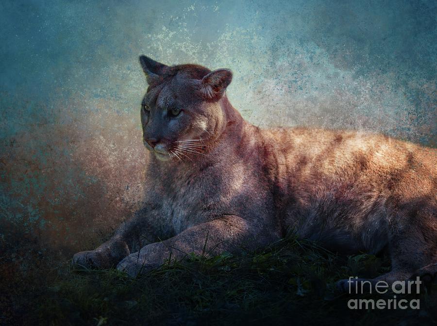 Panther Mixed Media - Cougar by Eva Lechner