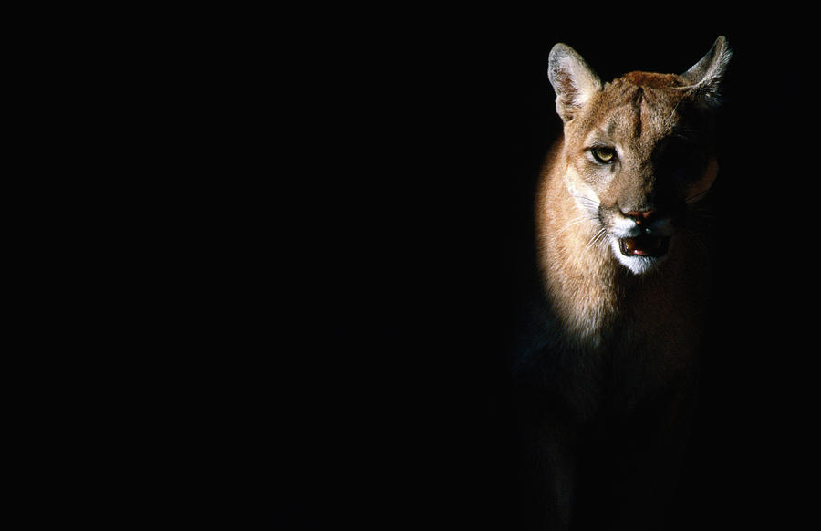 Cougar Felis Concolor, Aka Puma Or Photograph by Mark Newman