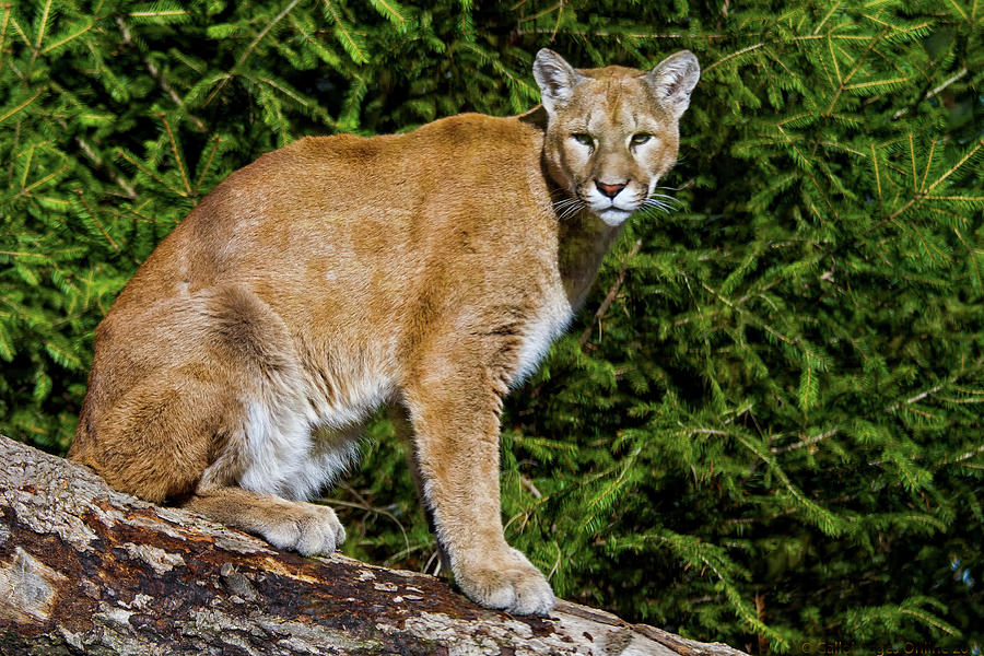 Cougar Photograph By Galloimages Online - Fine Art America