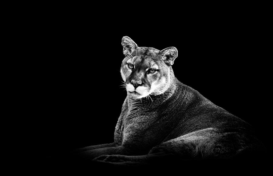 Cougar In Black And White Photograph by Malcolm Macgregor