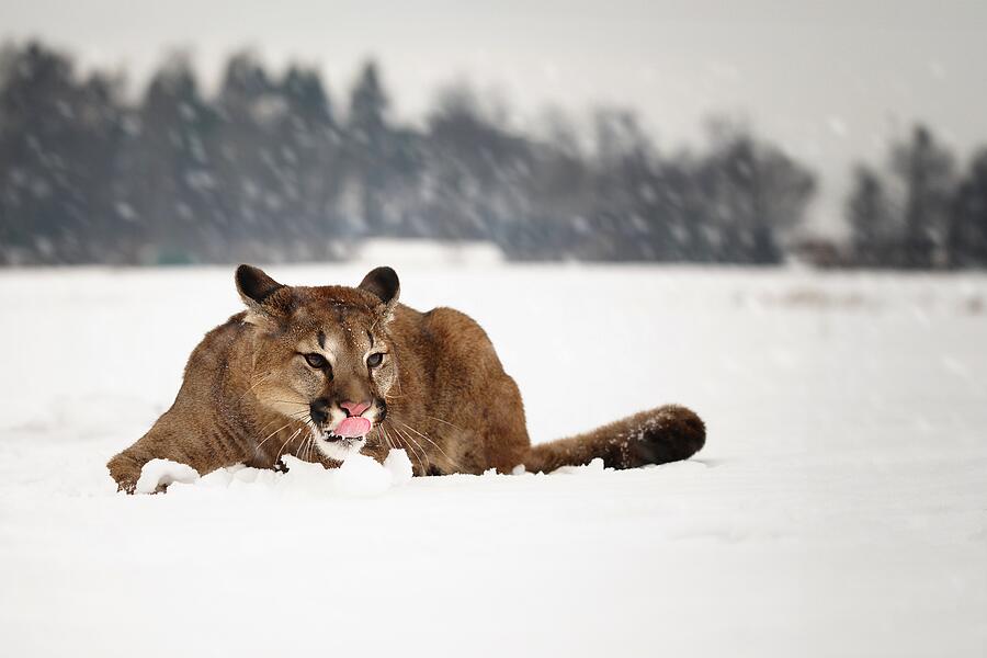Cougar Photograph by Michaela Fireov