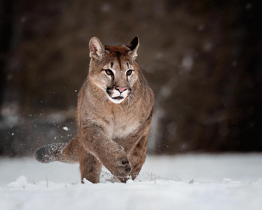 Cougar On Snow Photograph by Michaela Firešová - Fine Art America