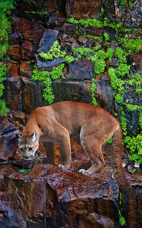 Cougar on the Edge Digital Art by John Christopher