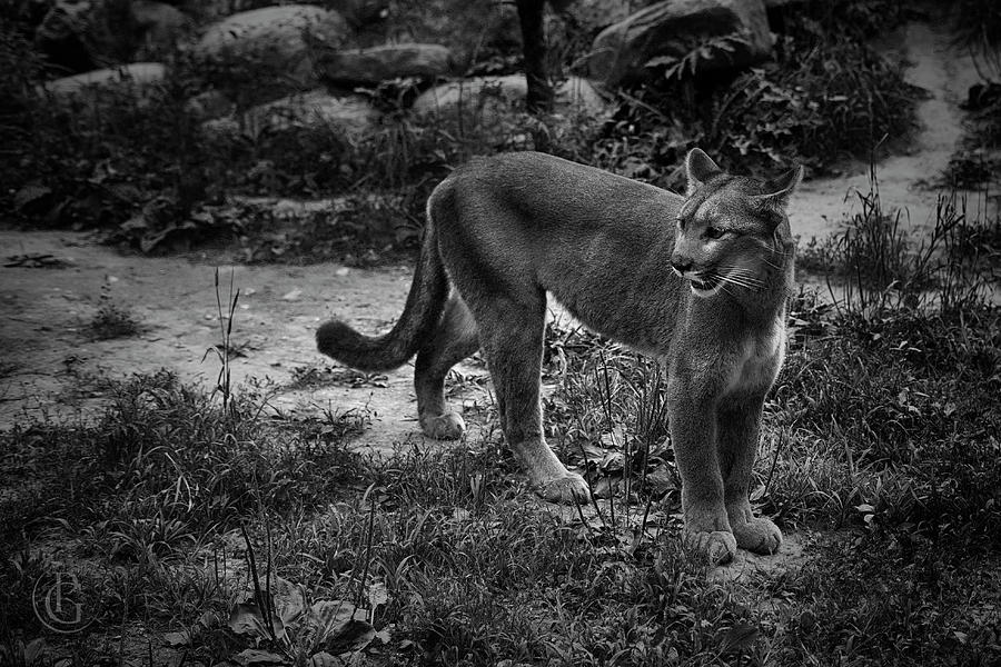 Cougar by Patrick Groleau Cougar by Patrick Groleau