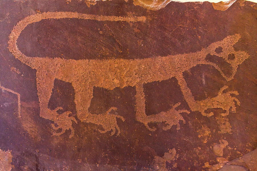 Cougar Petroglyph Exhibited In Painted Desert Inn Photograph by Juan Carlos Munoz / Naturepl.com Cougar Petroglyph Exhibited In Painted Desert Inn Photograph by Juan Carlos Munoz / Naturepl.com
