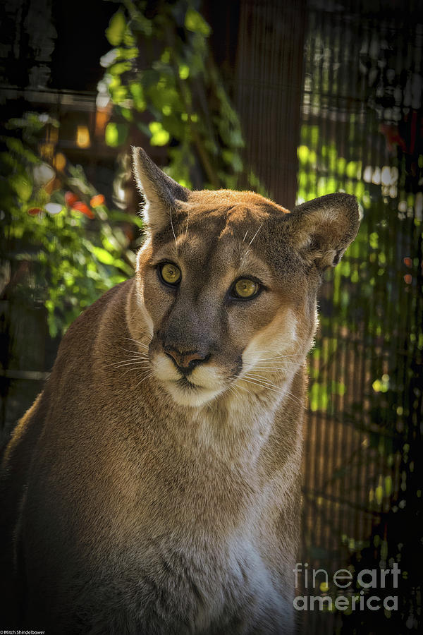 Cougar Portrait 217 Photograph by Mitch Shindelbower