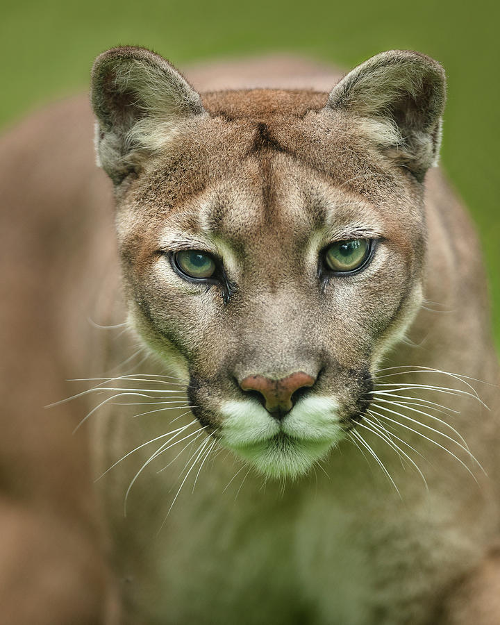 Cougar portrait Photograph by Murray Rudd - Fine Art America