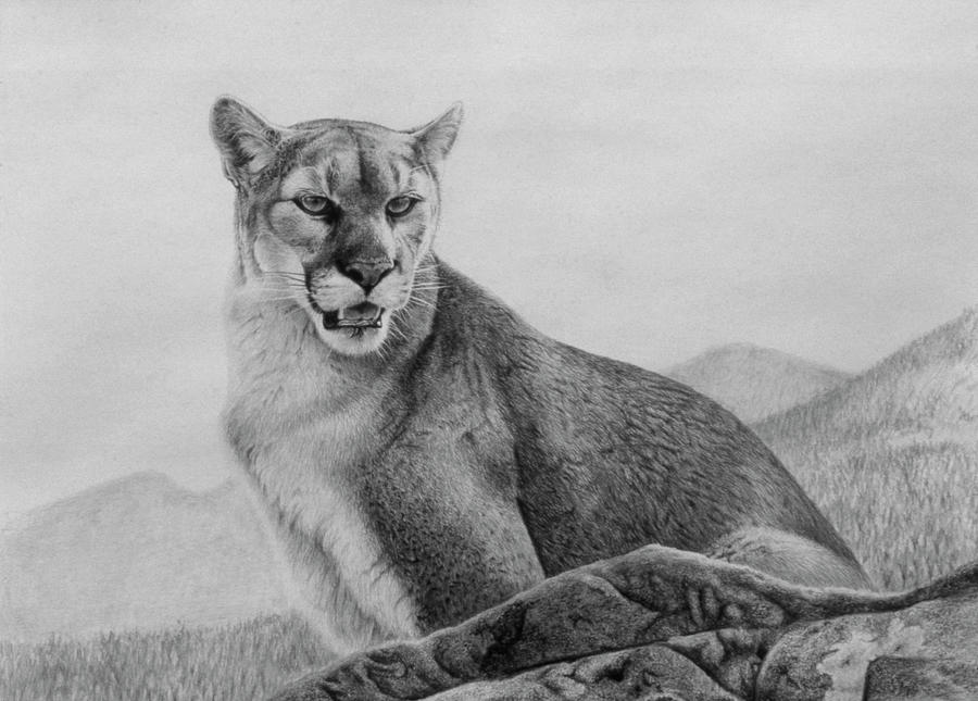 Cougar Study Painting by Rusty Frentner - Fine Art America