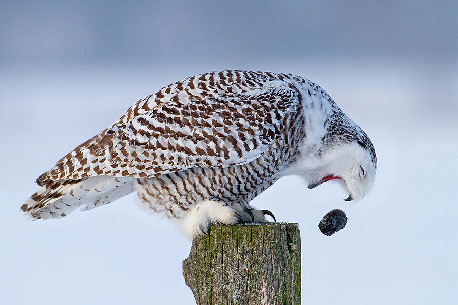 Owl Photograph - Cough It Up Buddy - Snowy Owl by Jim Cumming