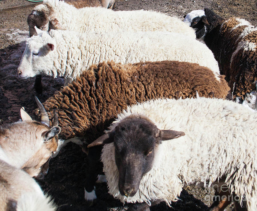 Counting Sheep Photograph by Jacquelinemari