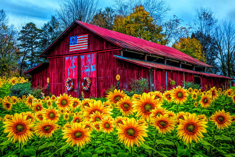 Country Barn in Sunflowers  Photograph by Debra and Dave Vanderlaan