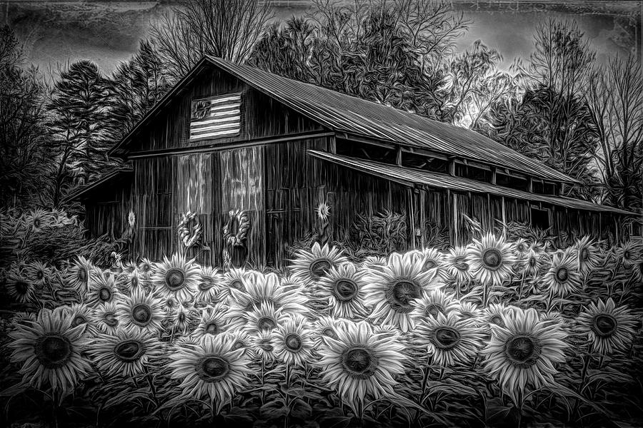 Country Barn in Sunflowers Radiant Black and White Photograph by Debra and Dave Vanderlaan