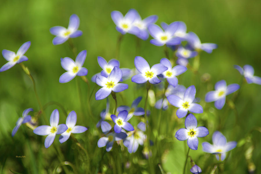 Flower Photograph - Country Bluet Flowers by Christina Rollo