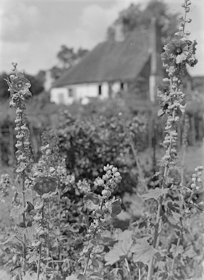 Country Cottage Photograph by Chaloner Woods