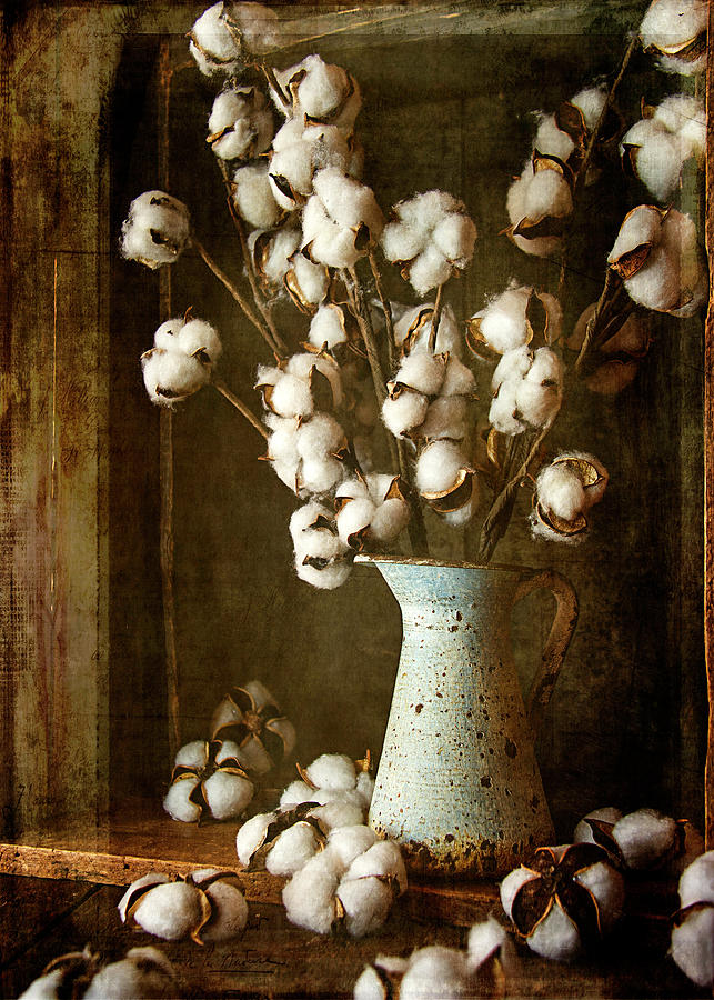 Country Cotton Photograph by Cindi Ressler