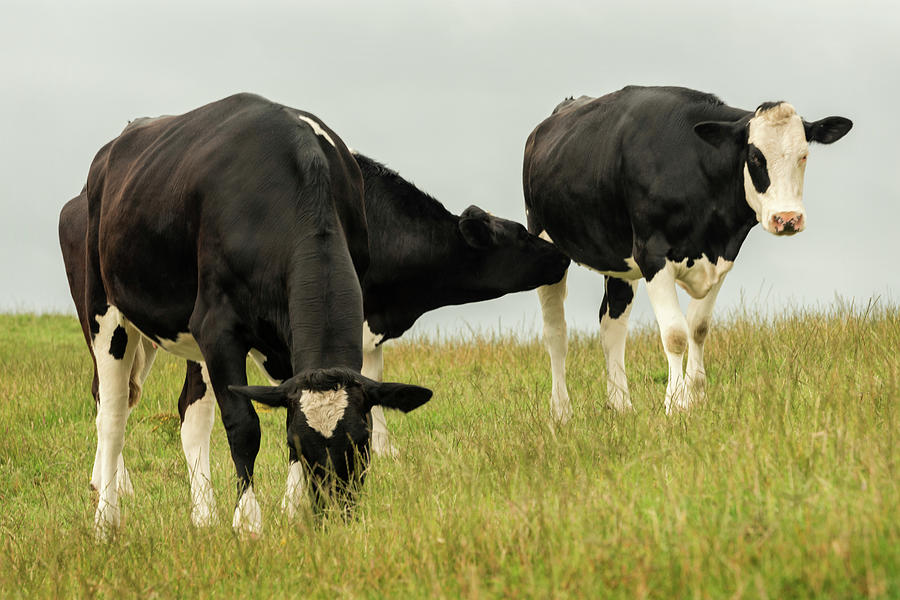 Cow Photograph - Country Cows by Andy Amos