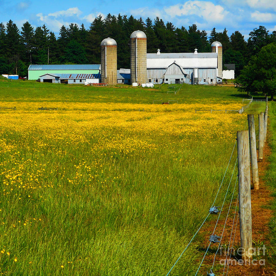 Country Dairy Barn with Field Of Buttercups near Clinton New York Digital Art by Peter Ogden