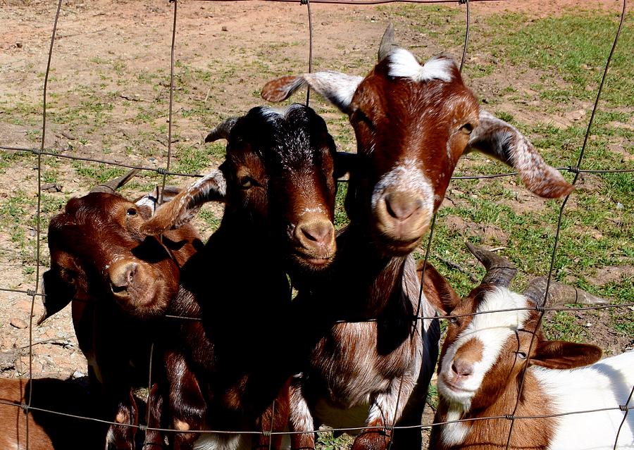 Country Goats Photograph by Eileen Brymer