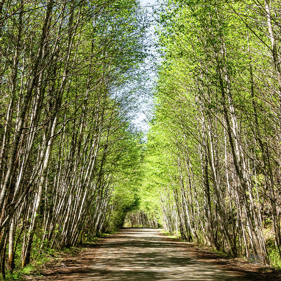 Country Lane by Claude Dalley Country Lane by Claude Dalley