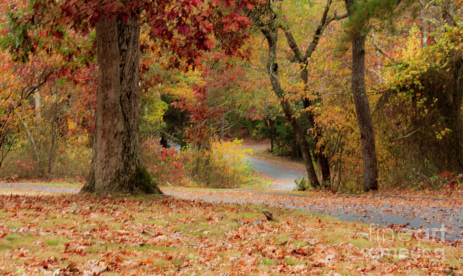 Country Lane Photograph by Sharon Mayhak - Fine Art America