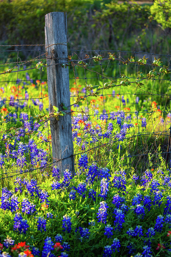 Country Living - Fence Post In Bluebonnets And Indian Paintbrush Photograph