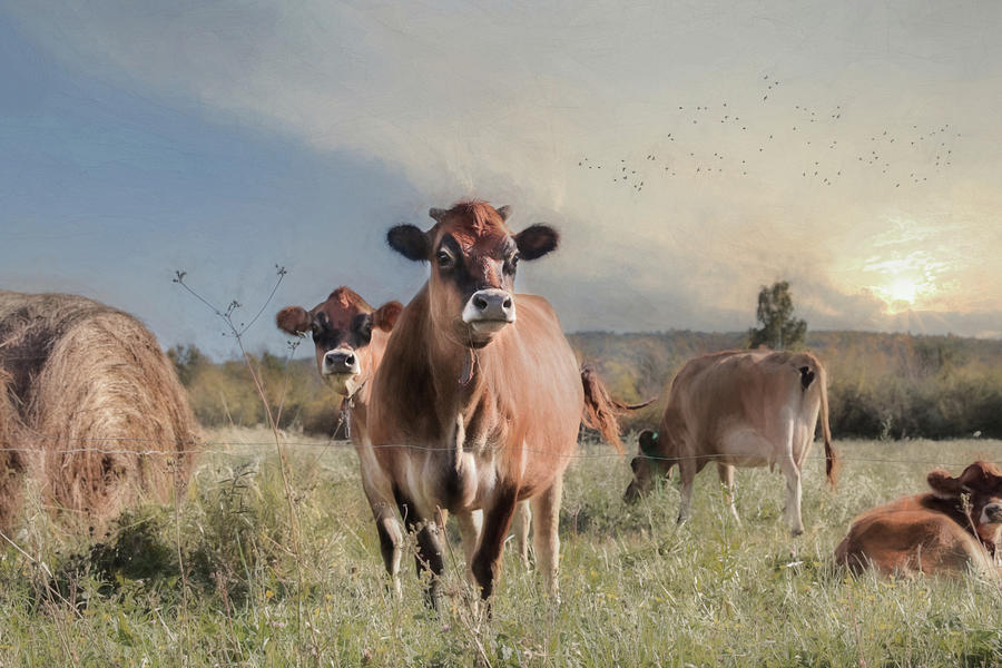 Cow Mixed Media - Country Photobomb by Lori Deiter